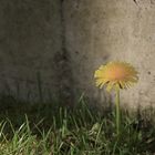 Taraxacum