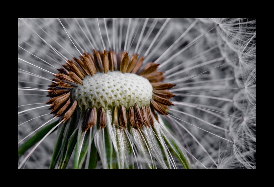 Taraxacum