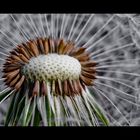 Taraxacum