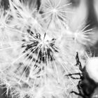 Taraxacum