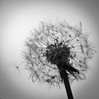 Taraxacum