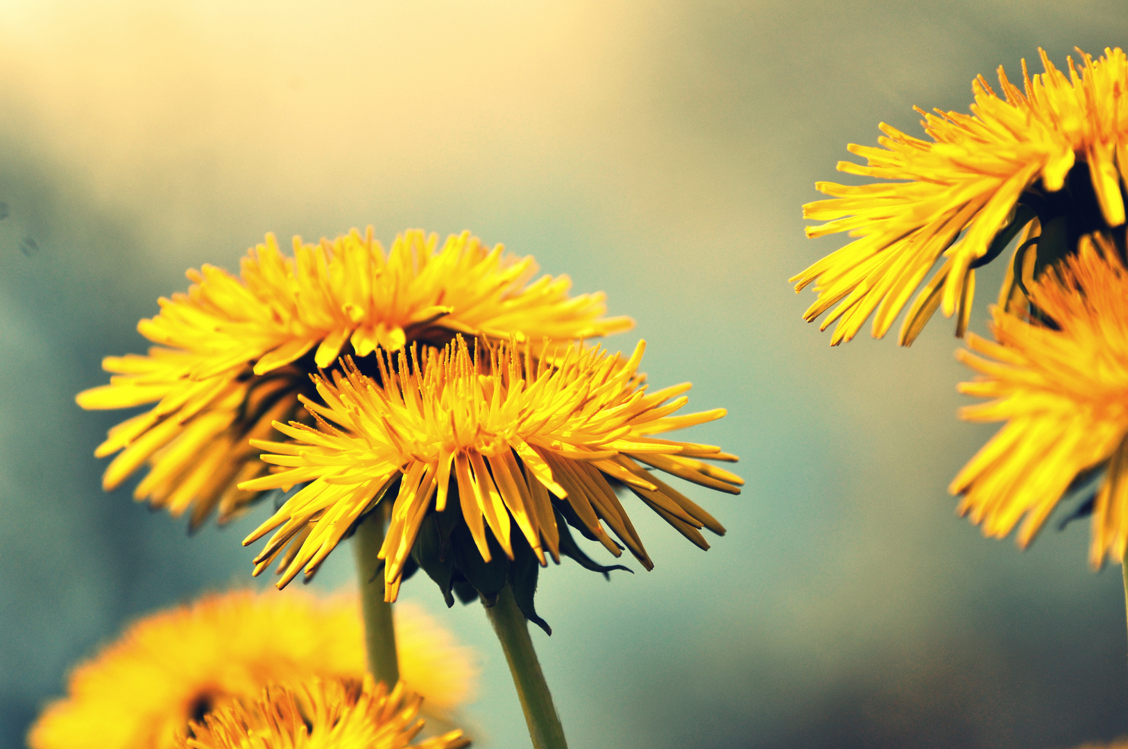 Taraxacum