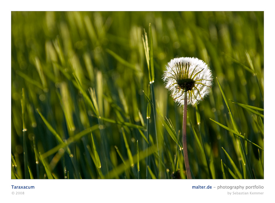 Taraxacum