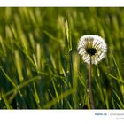 Taraxacum