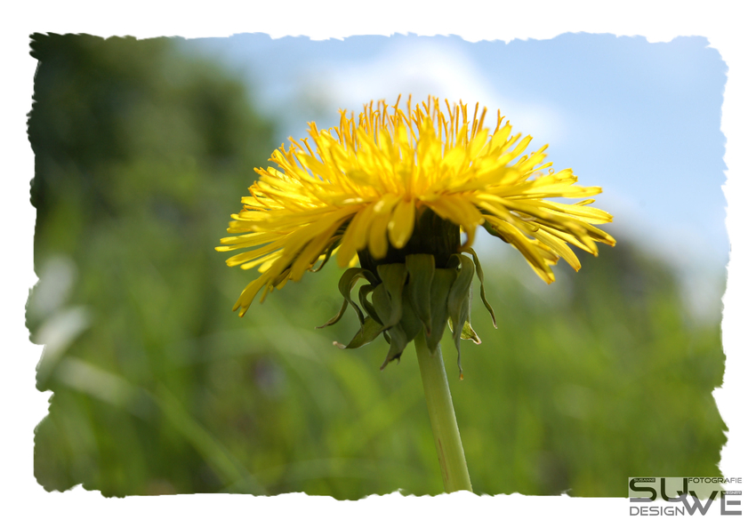 Taraxacum