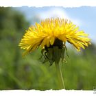 Taraxacum