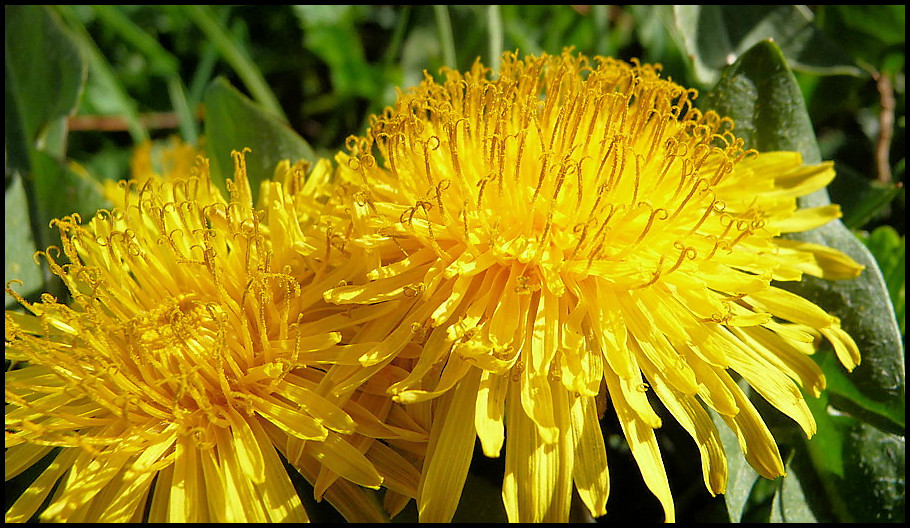 .taraxacum.