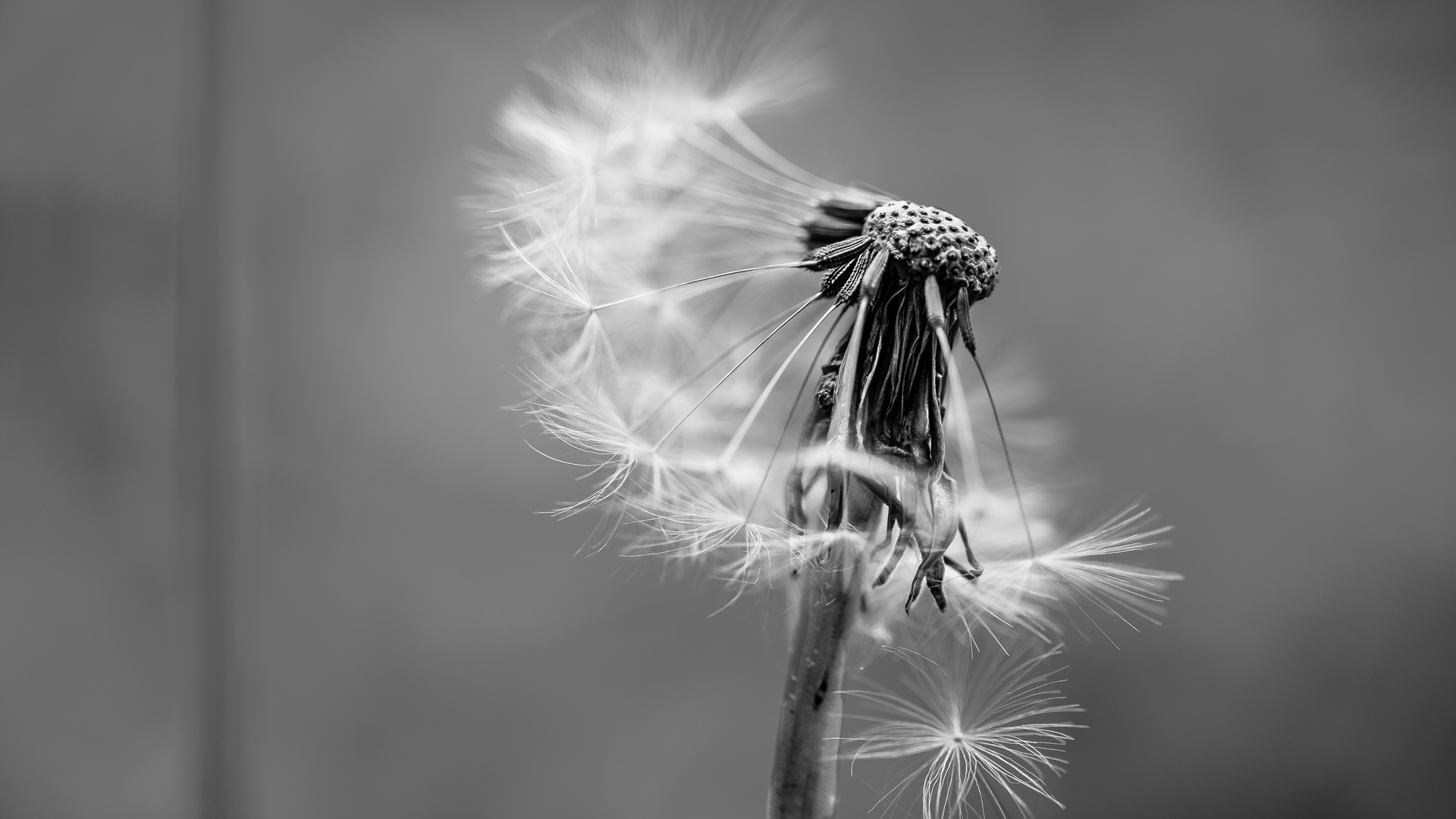 Taraxacum