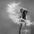 Taraxacum