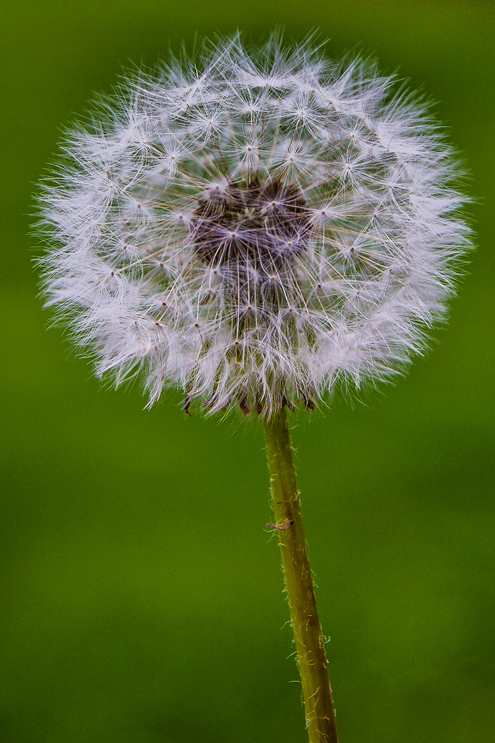 Taraxacum