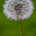 Taraxacum