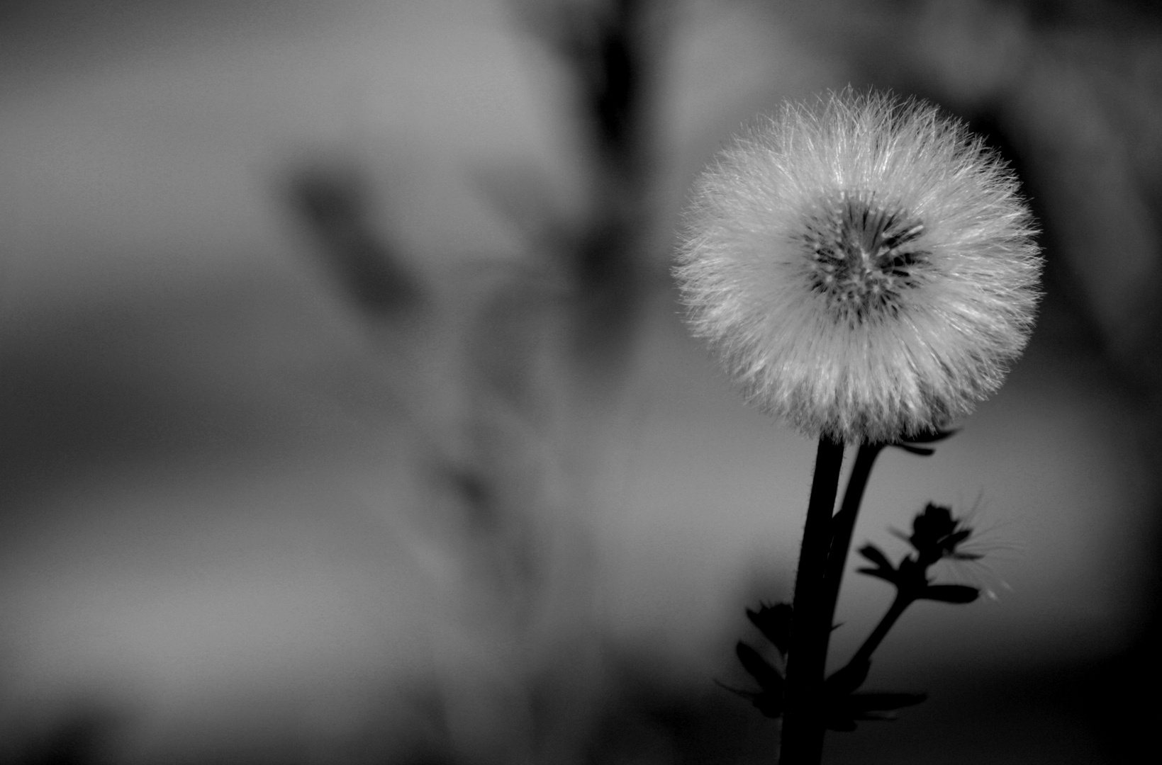 Taraxacum