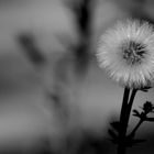 Taraxacum