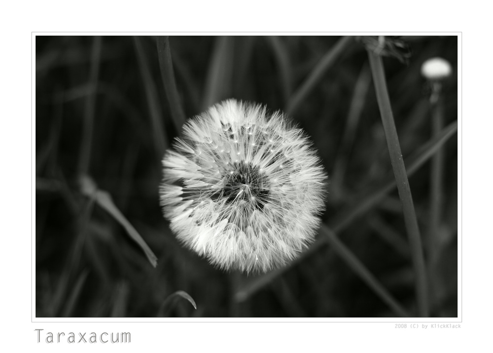 Taraxacum