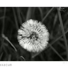 Taraxacum