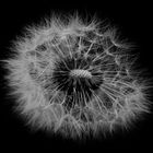 taraxacum