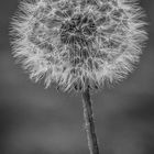 Taraxacum 