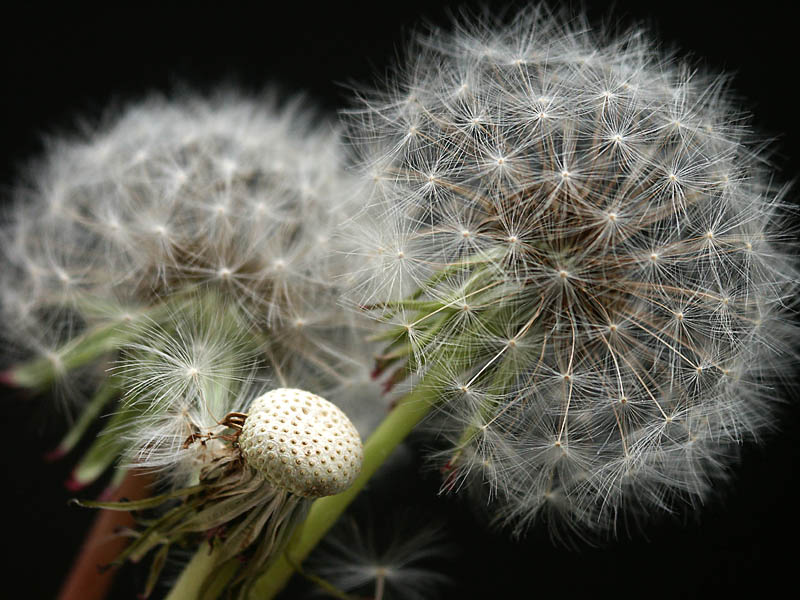 Taraxacum