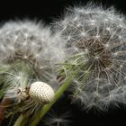 Taraxacum