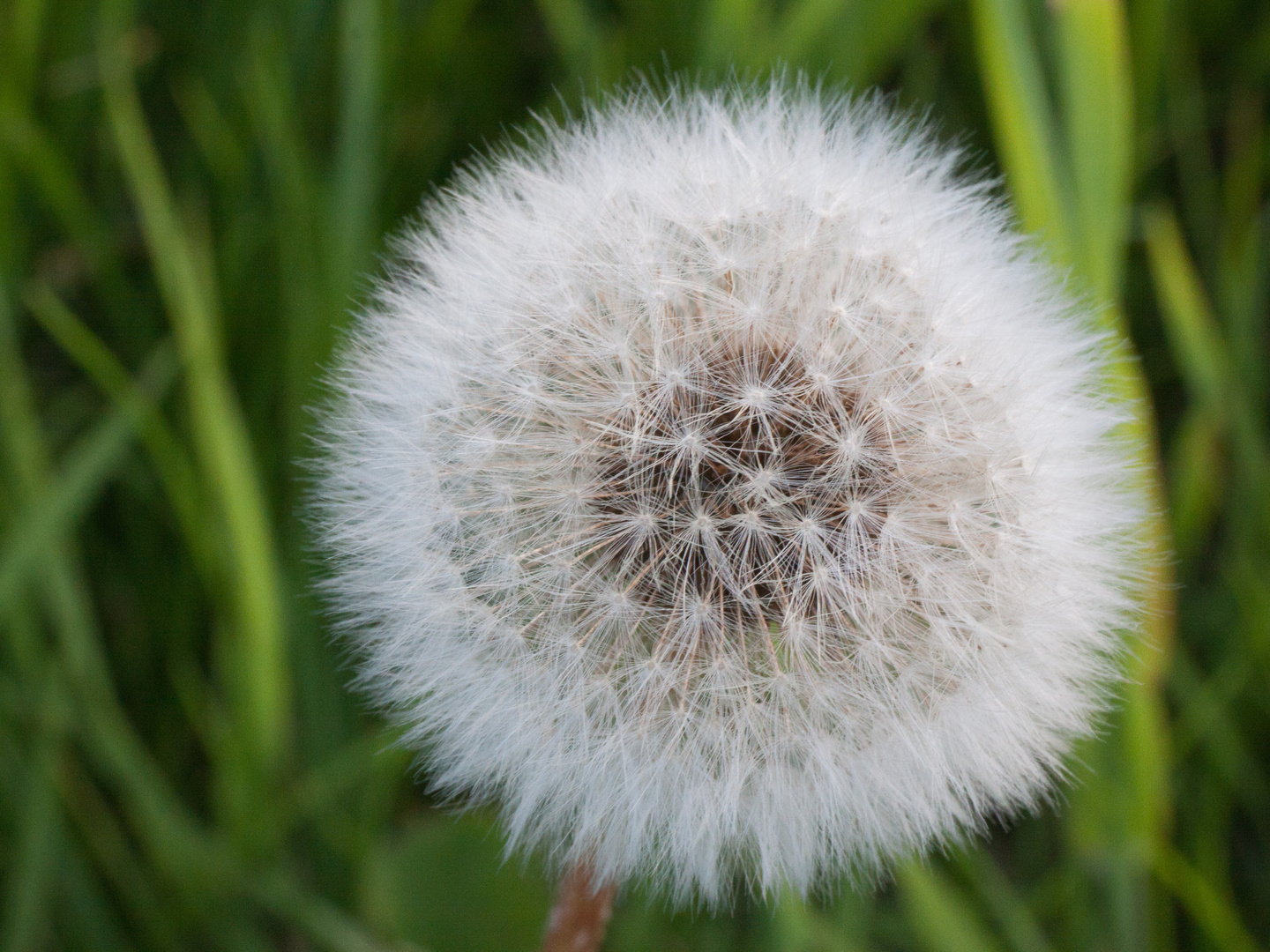 Taraxacum