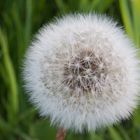 Taraxacum