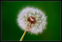 Taraxacum