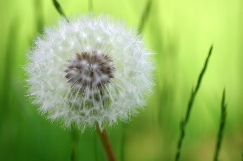 Taraxacum