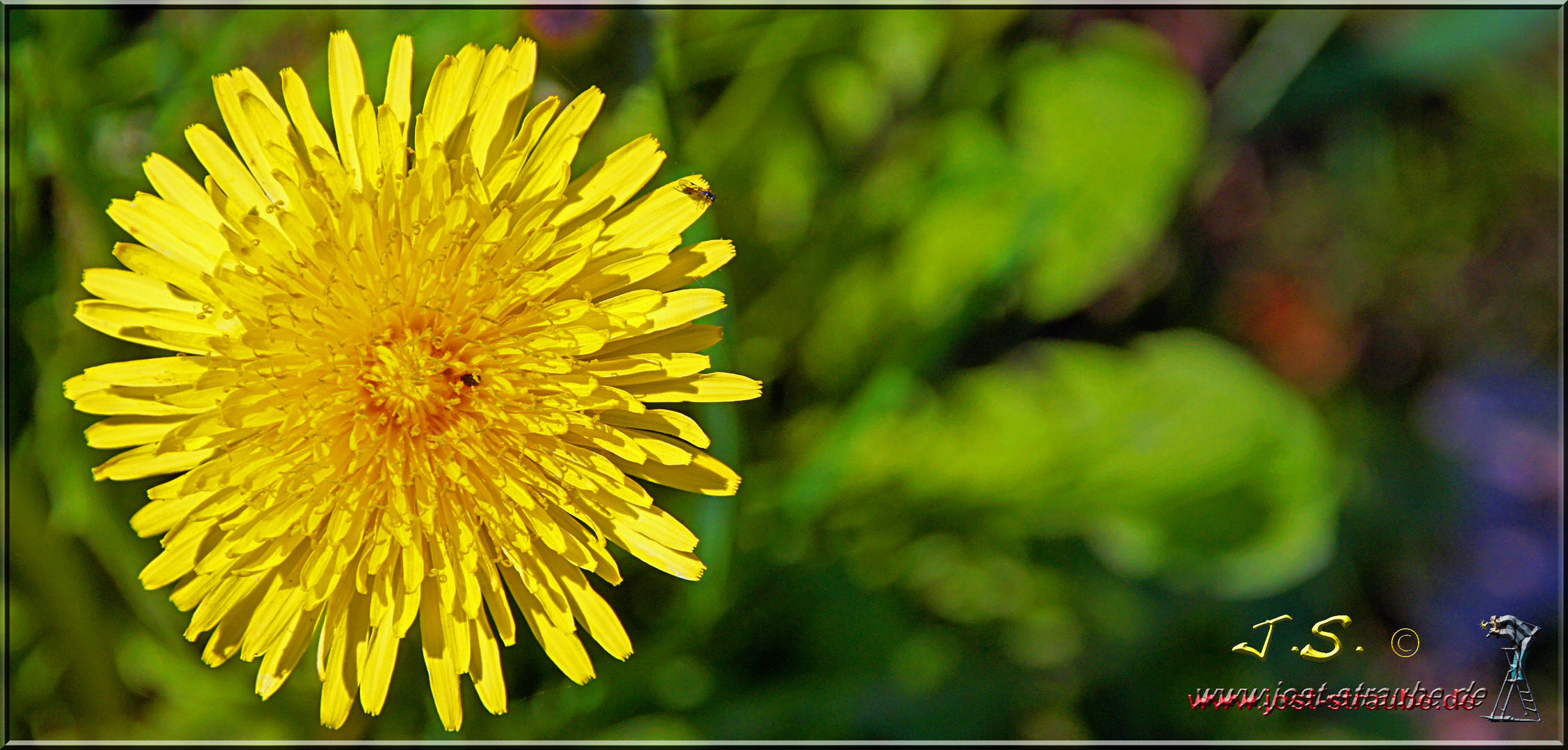 Taraxacum