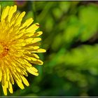 Taraxacum