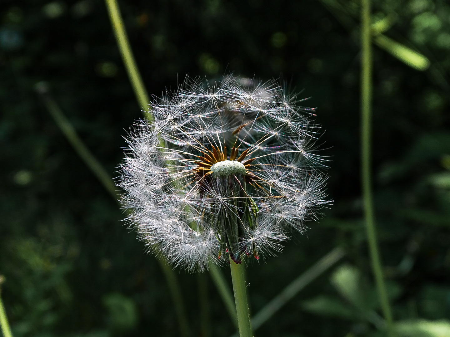 Taraxacum erythrospermum 