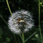 Taraxacum erythrospermum 