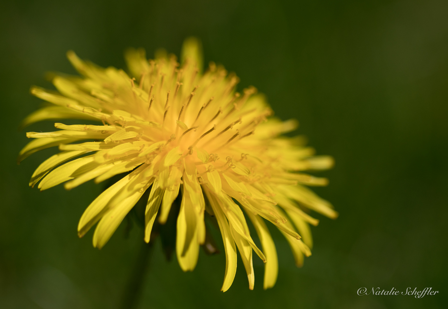 Taraxacum