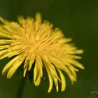 Taraxacum