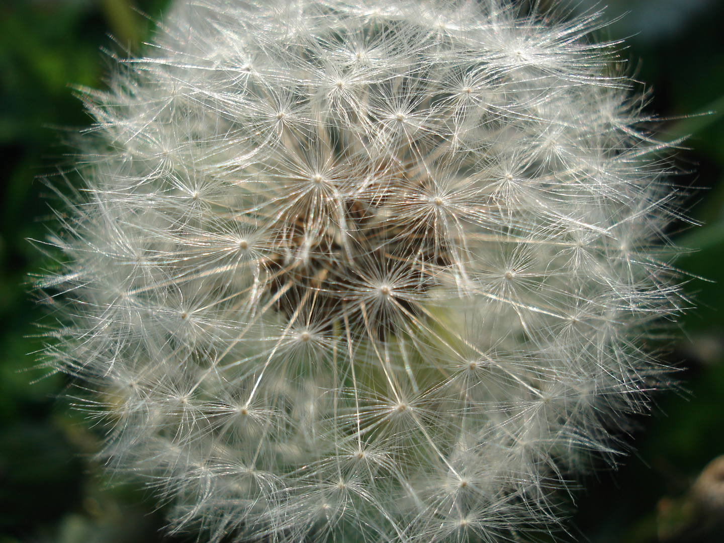 Taraxacum