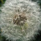 Taraxacum