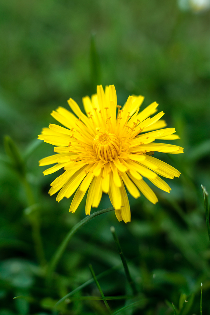 Taraxacum I