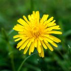 Taraxacum I