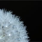 taraxacum (II)