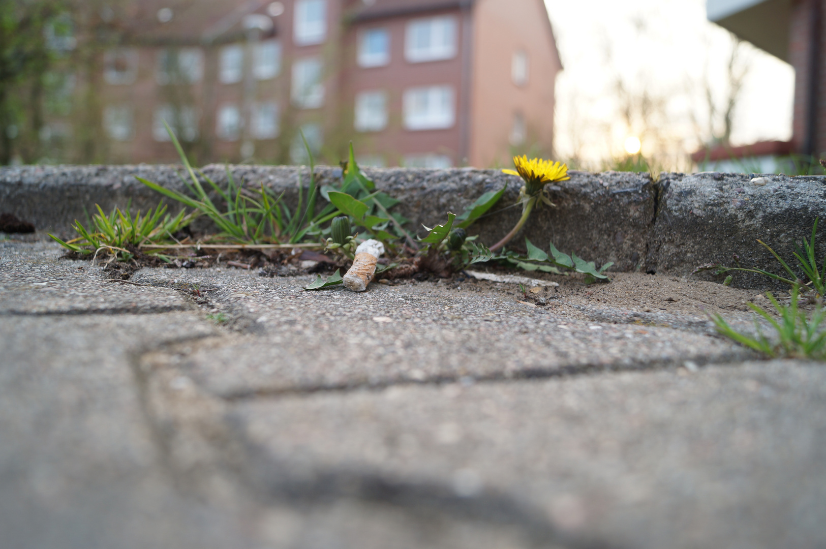 Taraxacum in the City