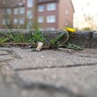 Taraxacum in the City