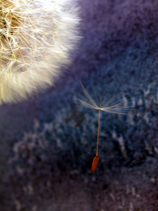 Taraxacum mit Kind