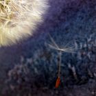 Taraxacum mit Kind