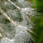 Taraxacum mit Morgentau