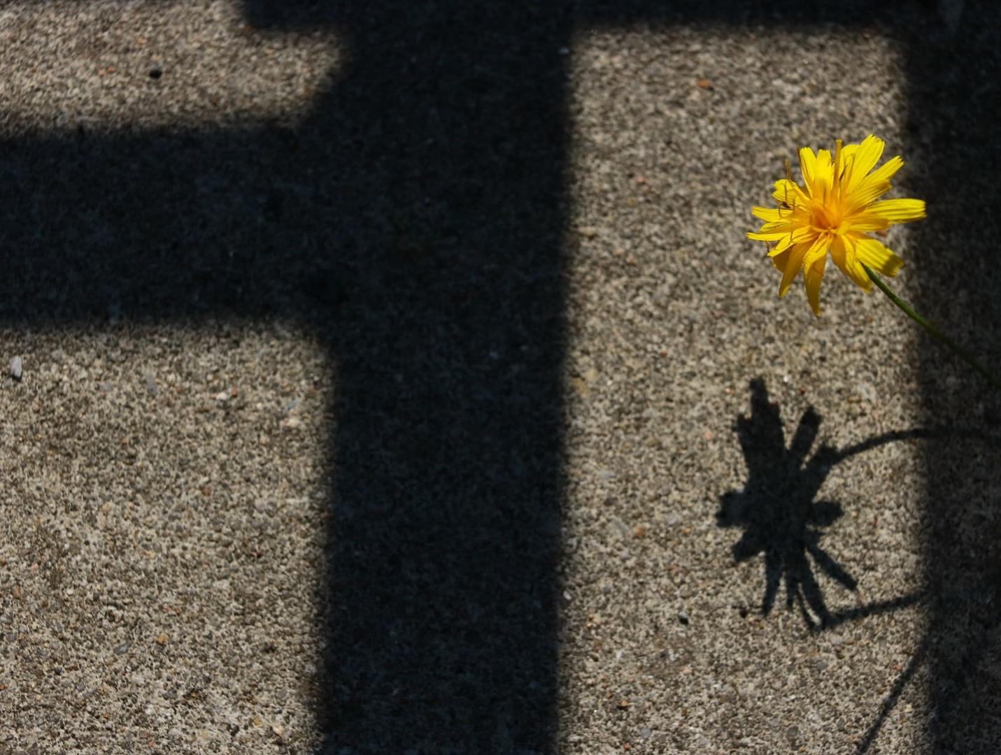 Taraxacum mit Schattenspiel