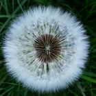 Taraxacum officinale