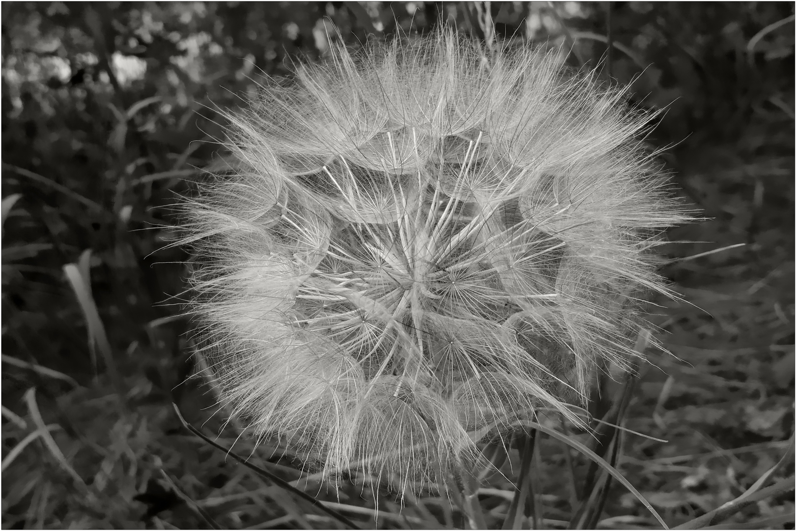 Taraxacum officinale