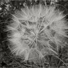 Taraxacum officinale