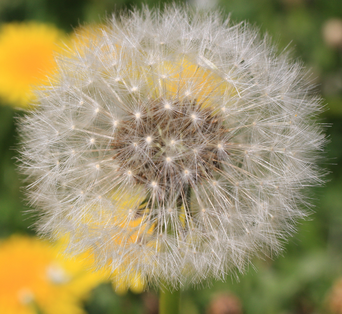 Taraxacum officinale