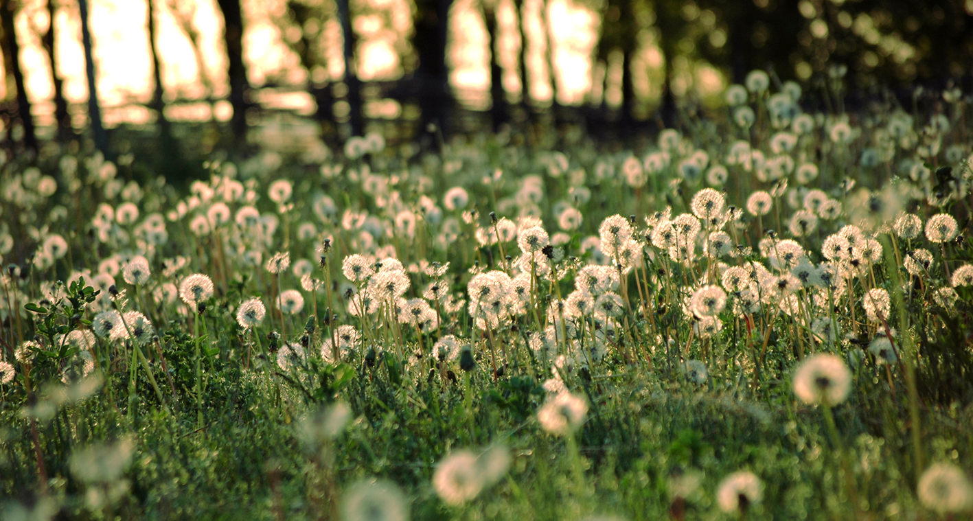 TARAXACUM OFFICINALE