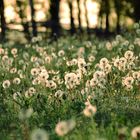 TARAXACUM OFFICINALE